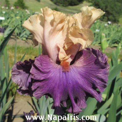 Photo of Tall Bearded Iris (Iris 'Puff the Magic') uploaded by Calif_Sue