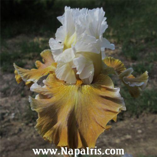 Photo of Tall Bearded Iris (Iris 'Going Green') uploaded by Calif_Sue