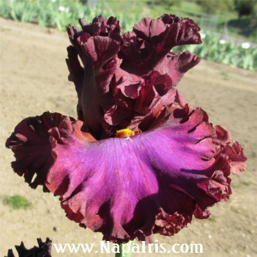 Photo of Tall Bearded Iris (Iris 'Marching Orders') uploaded by Calif_Sue