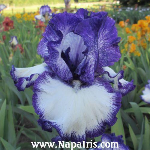 Photo of Tall Bearded Iris (Iris 'Liberty Classic') uploaded by Calif_Sue