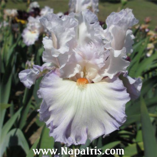 Photo of Tall Bearded Iris (Iris 'Polite Applause') uploaded by Calif_Sue