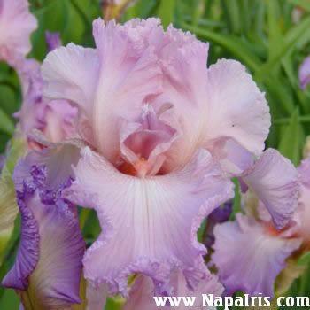 Photo of Tall Bearded Iris (Iris 'Jennifer Rebecca') uploaded by Calif_Sue