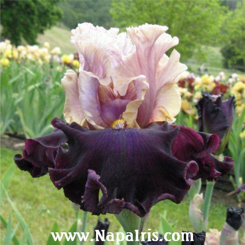 Photo of Tall Bearded Iris (Iris 'Plum Wicked') uploaded by Calif_Sue