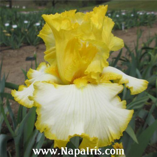 Photo of Tall Bearded Iris (Iris 'Highlighter') uploaded by Calif_Sue