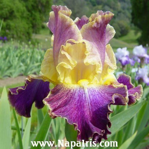 Photo of Tall Bearded Iris (Iris 'High Master') uploaded by Calif_Sue