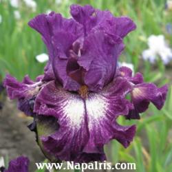 
Date: 2008-05-28
Photo courtesy of Napa Country Iris Garden