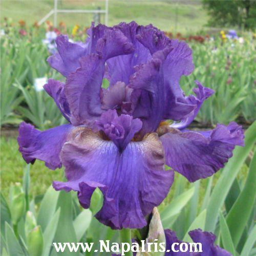 Photo of Tall Bearded Iris (Iris 'Mister Flounce') uploaded by Calif_Sue