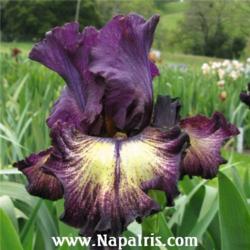 
Date: 2012-12-16
Photo courtesy of Napa Country Iris Garden