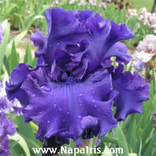 Photo of Tall Bearded Iris (Iris 'Purple Ritz') uploaded by Calif_Sue