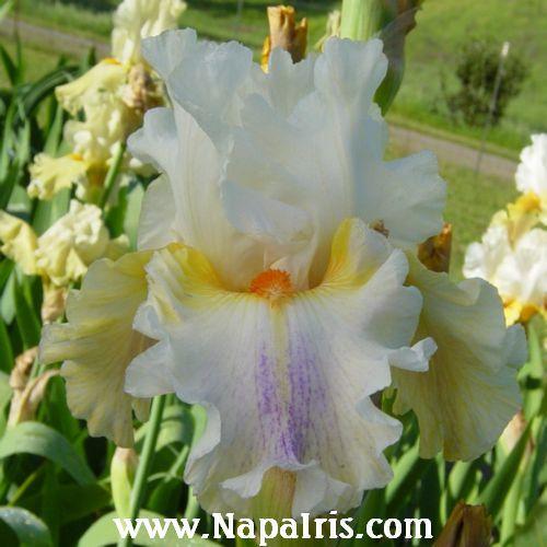 Photo of Tall Bearded Iris (Iris 'Quandary') uploaded by Calif_Sue