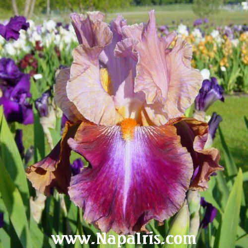 Photo of Tall Bearded Iris (Iris 'Outrageous Fortune') uploaded by Calif_Sue