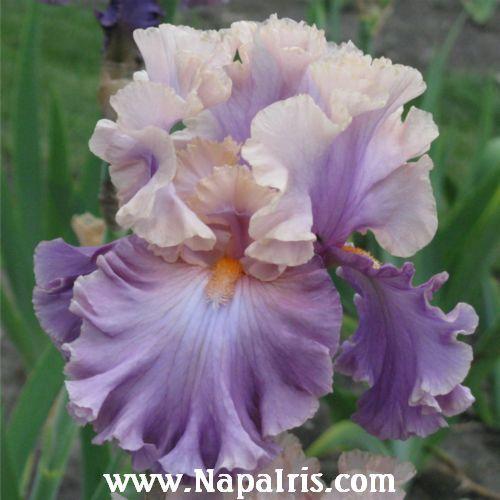 Photo of Tall Bearded Iris (Iris 'Photogenic') uploaded by Calif_Sue