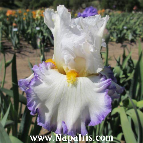 Photo of Tall Bearded Iris (Iris 'Perception') uploaded by Calif_Sue