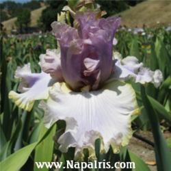 
Date: 2009-05-24
Photo courtesy of Napa Country Iris Garden