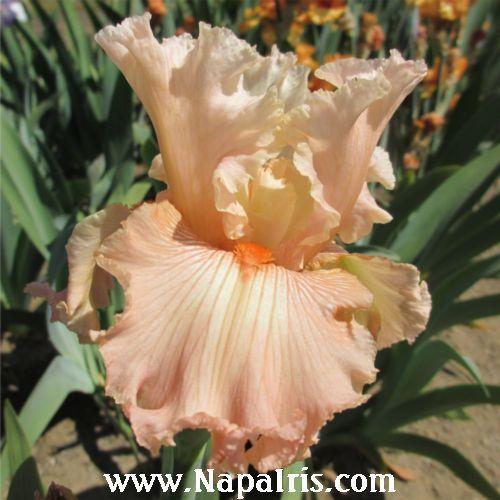 Photo of Tall Bearded Iris (Iris 'Luscious Lace') uploaded by Calif_Sue