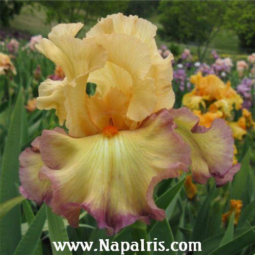 Photo of Tall Bearded Iris (Iris 'Marching Band') uploaded by Calif_Sue