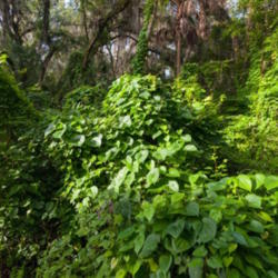 Location: Green Springs, Enterprise, Florida. Invasive air potato vine (Dioscorea bulbifera) growing in the hammock
Photo courtesy of: MrX