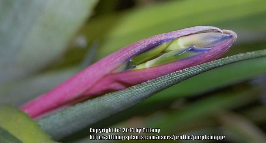 Photo of Queen's Tears (Billbergia nutans) uploaded by purpleinopp