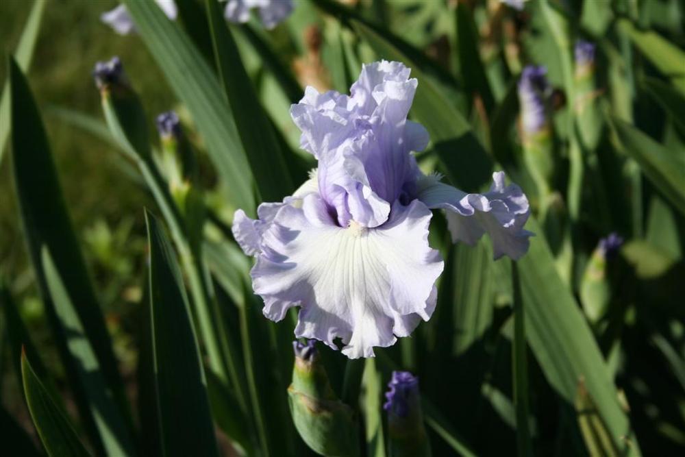 Photo of Tall Bearded Iris (Iris 'Uptown Lady') uploaded by KentPfeiffer