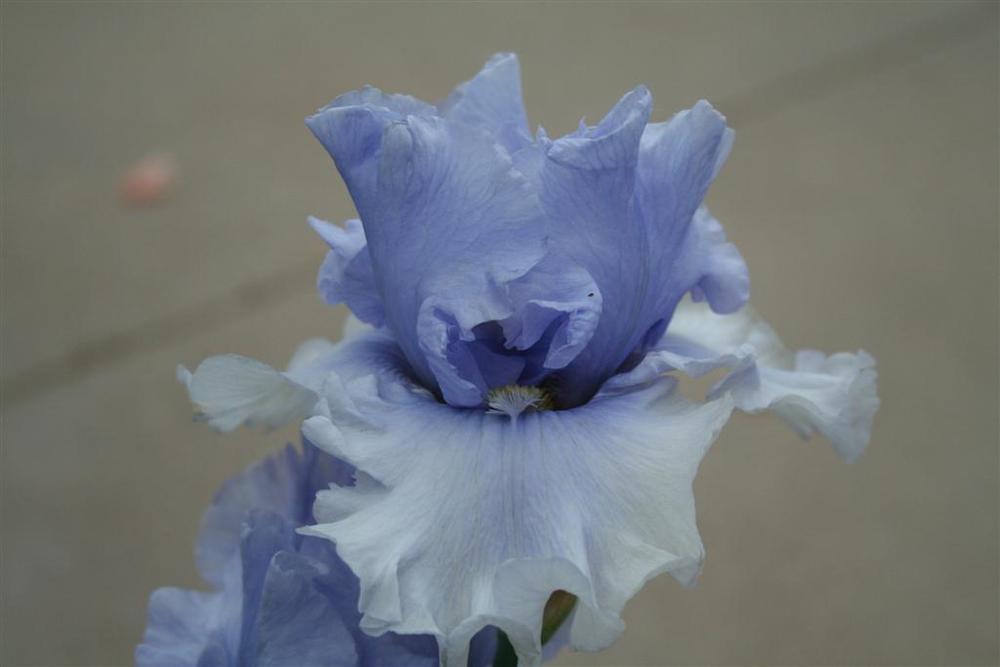Photo of Tall Bearded Iris (Iris 'T-Rex') uploaded by KentPfeiffer