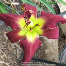 Location: Central MD zone 6
Date: 2014-07-04
ffe on single fan potted in greenhouse.