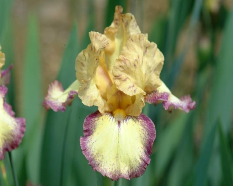 Photo of Tall Bearded Iris (Iris 'Tennessee Gentleman') uploaded by Calif_Sue