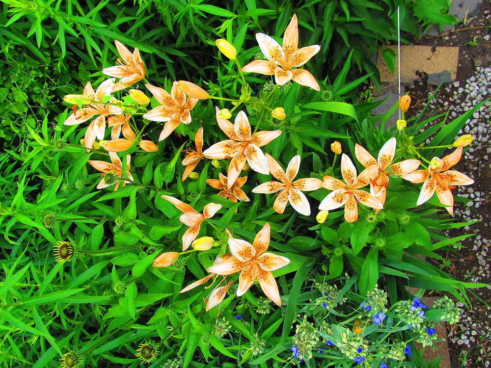 Photo of Lily (Lilium 'Orange Electric') uploaded by jmorth