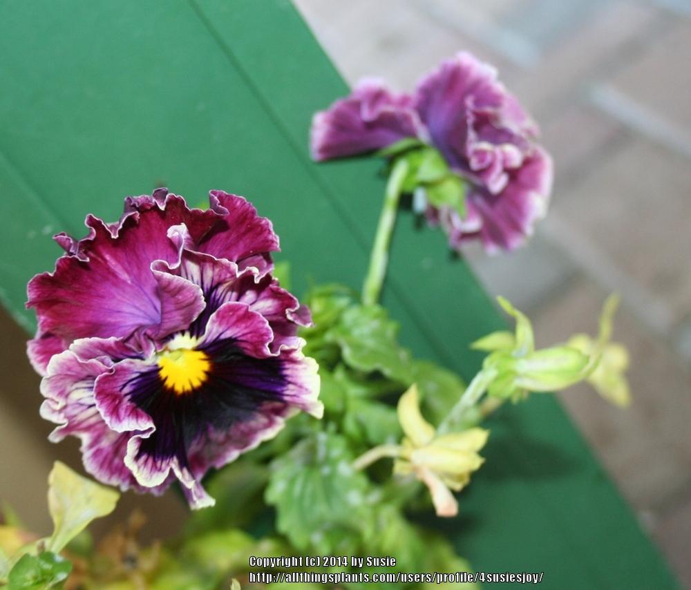 Photo of Violet (Viola cornuta 'Frizzle Sizzle Mix') uploaded by 4susiesjoy