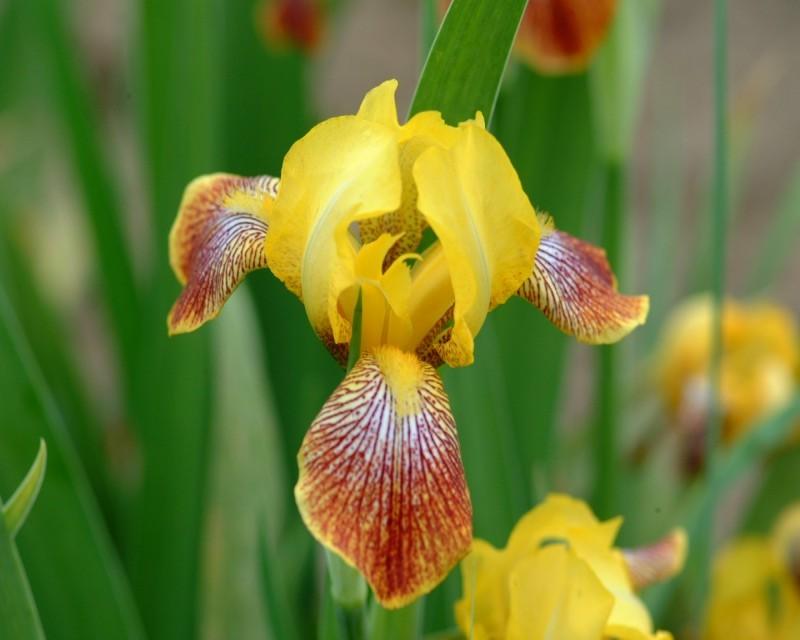 Photo of Miniature Tall Bearded Iris (Iris 'Honorabile') uploaded by Calif_Sue