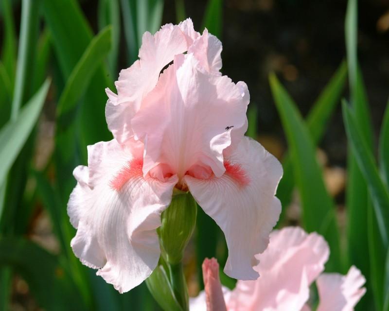 Photo of Tall Bearded Iris (Iris 'Schiaparelli') uploaded by Calif_Sue