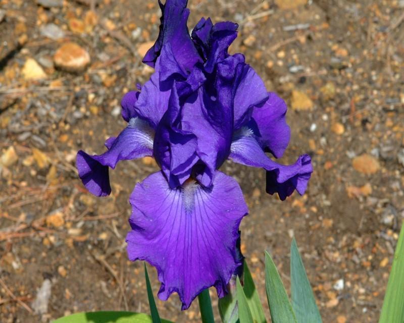 Photo of Tall Bearded Iris (Iris 'Marty Richards') uploaded by Calif_Sue