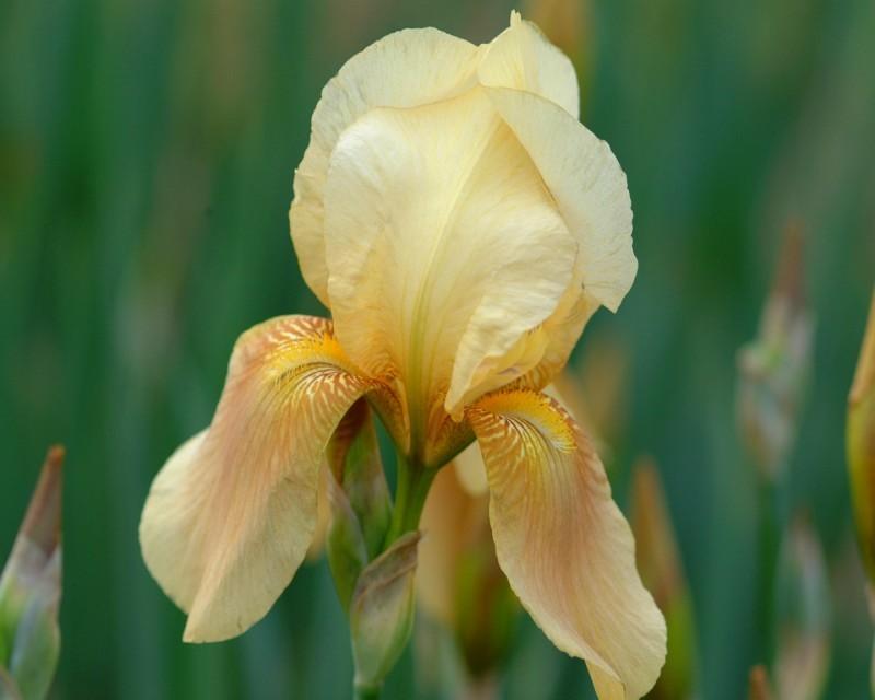 Photo of Tall Bearded Iris (Iris 'Glen Ellen') uploaded by Calif_Sue