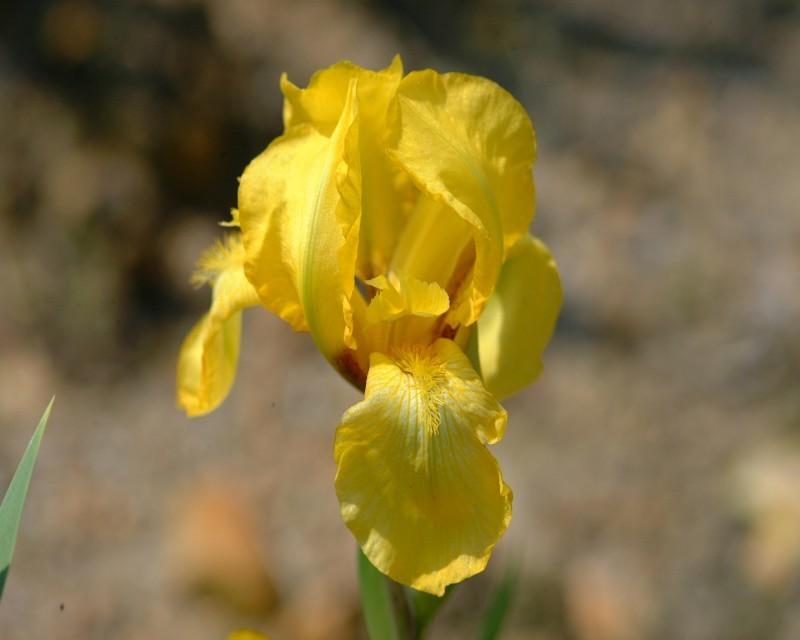 Photo of Tall Bearded Iris (Iris 'Sherwin-Wright') uploaded by Calif_Sue