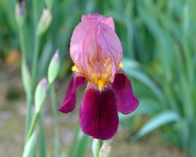 Photo of Tall Bearded Iris (Iris 'Indian Chief') uploaded by Calif_Sue