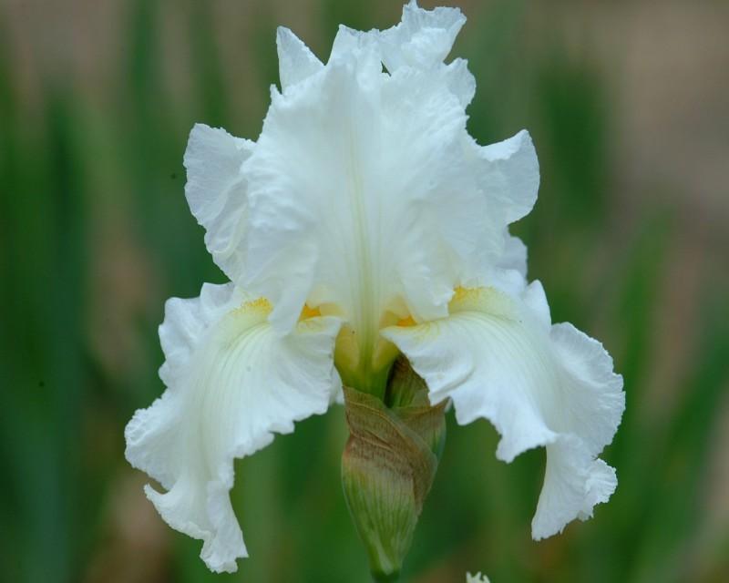 Photo of Tall Bearded Iris (Iris 'Frequent Flyer') uploaded by Calif_Sue