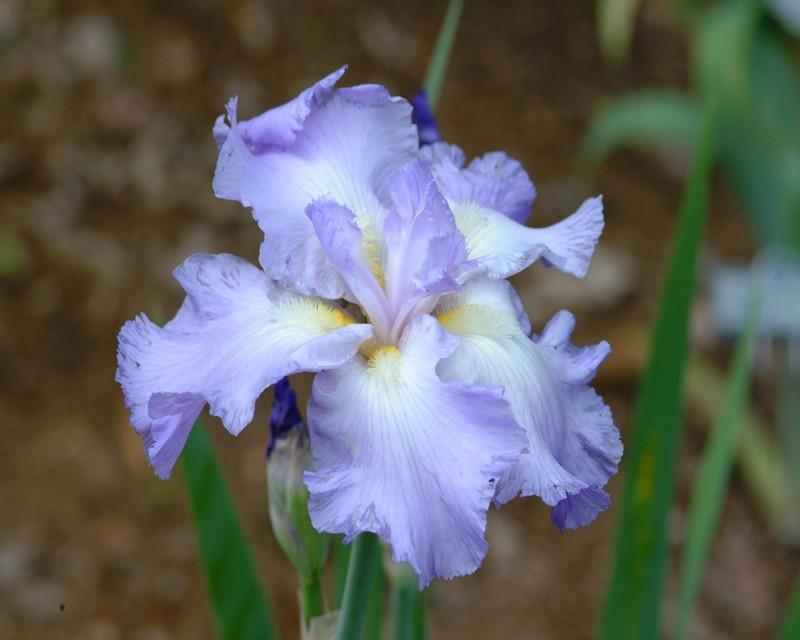 Photo of Tall Bearded Iris (Iris 'Six Pack') uploaded by Calif_Sue