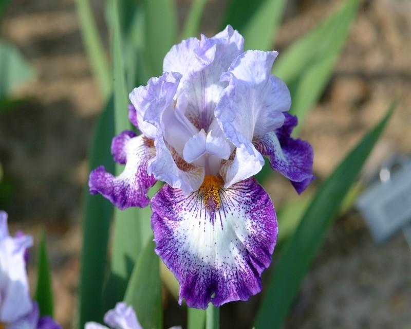 Photo of Tall Bearded Iris (Iris 'Everything Plus') uploaded by Calif_Sue