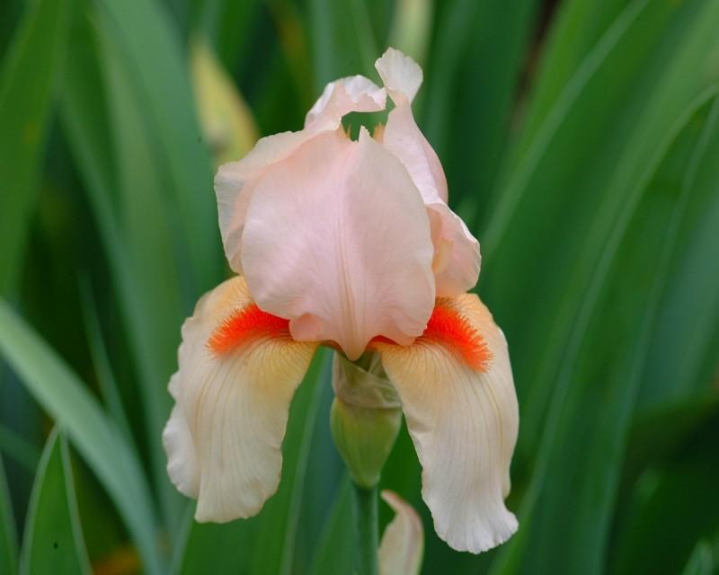 Photo of Tall Bearded Iris (Iris 'Shepherd's Delight') uploaded by Calif_Sue