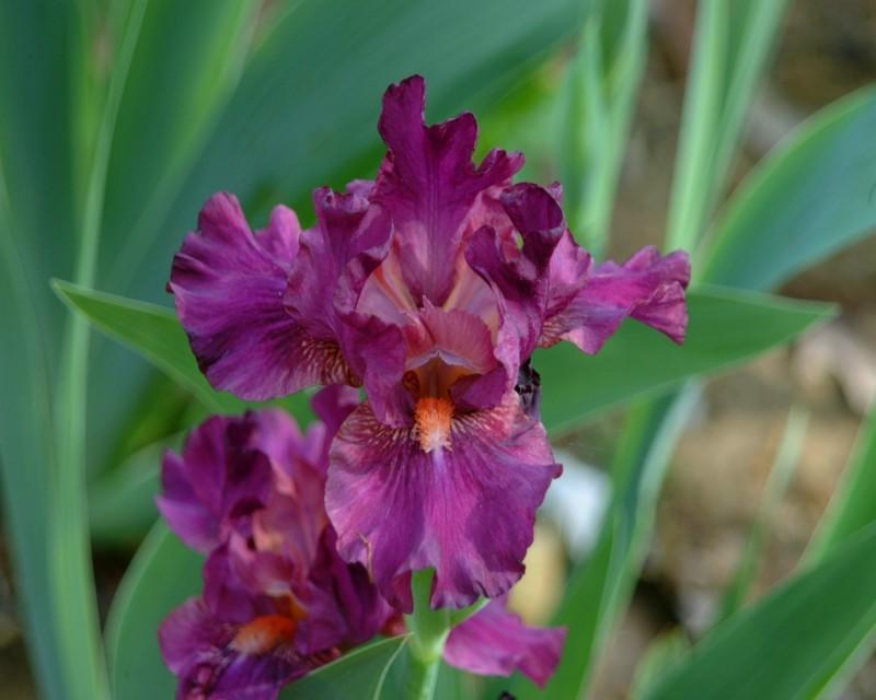 Photo of Intermediate Bearded Iris (Iris 'Revved Up Rose') uploaded by Calif_Sue
