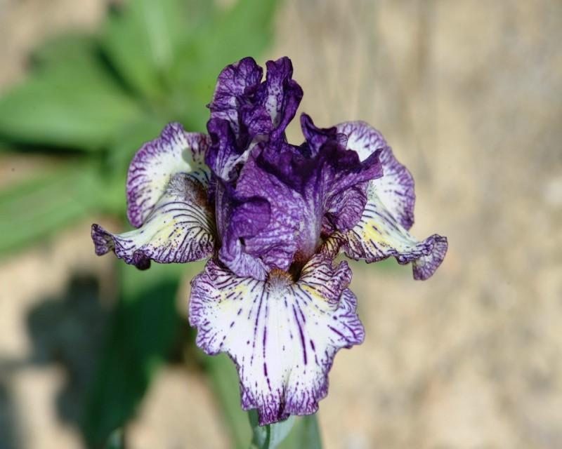 Photo of Intermediate Bearded Iris (Iris 'Fall Line') uploaded by Calif_Sue
