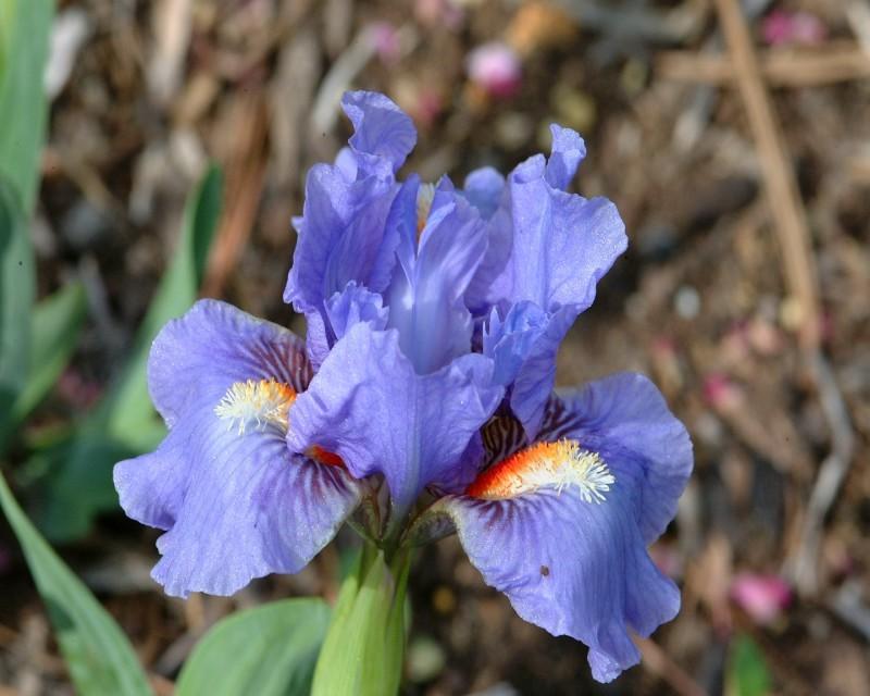 Photo of Standard Dwarf Bearded Iris (Iris 'Fires of Fiji') uploaded by Calif_Sue