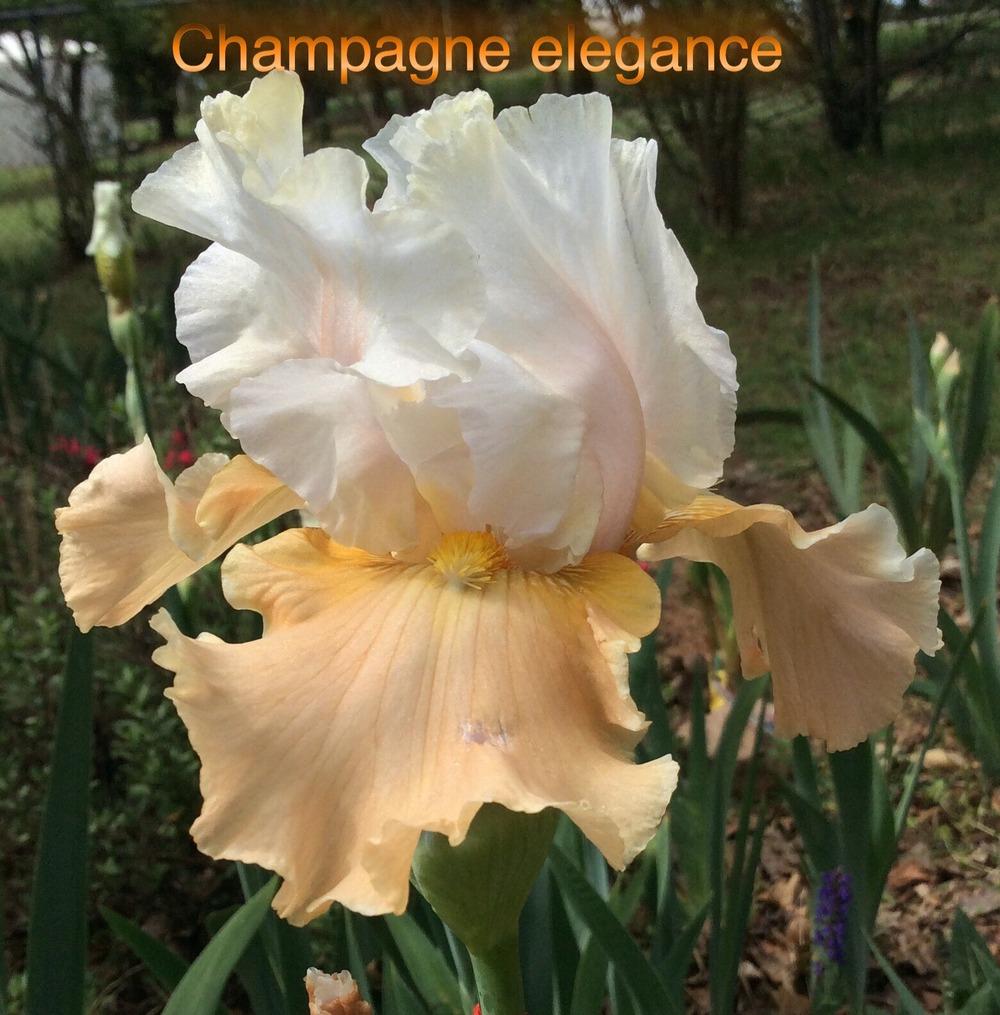 Photo of Tall Bearded Iris (Iris 'Champagne Elegance') uploaded by kidfishing
