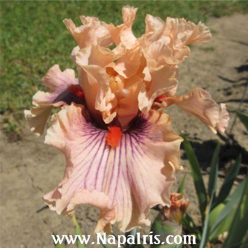 Photo of Tall Bearded Iris (Iris 'Center Line') uploaded by Calif_Sue