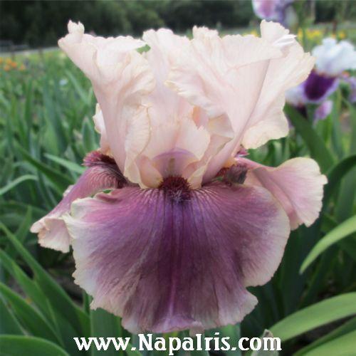 Photo of Tall Bearded Iris (Iris 'Annabelle Rose') uploaded by Calif_Sue