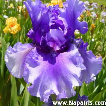 Photo of Tall Bearded Iris (Iris 'Dark Hollow') uploaded by Calif_Sue