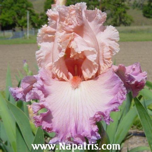 Photo of Tall Bearded Iris (Iris 'Bowled Over') uploaded by Calif_Sue