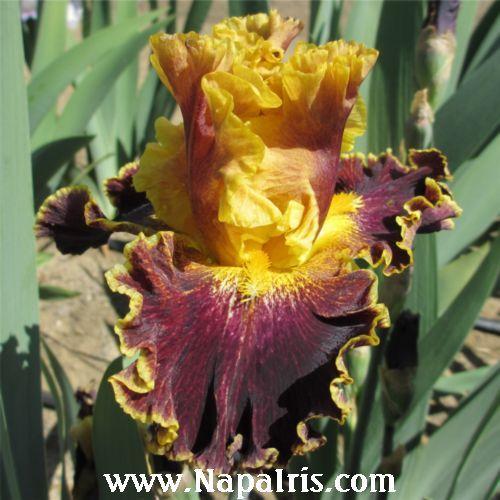 Photo of Border Bearded Iris (Iris 'Boy Genius') uploaded by Calif_Sue
