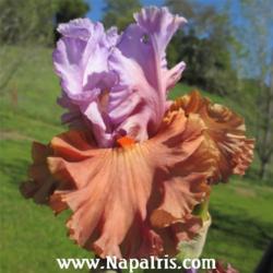 
Date: 2012-04-20
Photo courtesy of Napa Country Iris Garden