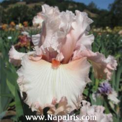 
Date: 2013-12-15
Photo courtesy of Napa Country Iris Garden
