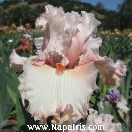 Photo of Tall Bearded Iris (Iris 'Double Platinum') uploaded by Calif_Sue